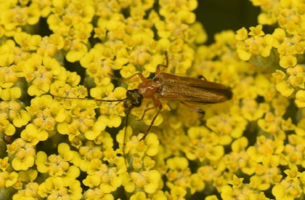 Oedemeridae: femmina di Oedemera podagrariae